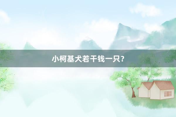 小柯基犬若干钱一只？